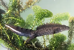 Great Crested Prints: Great Crested Newt