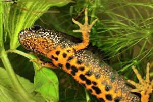 Images Dated 14th May 2007: Great Crested Newt - female - Switzerland