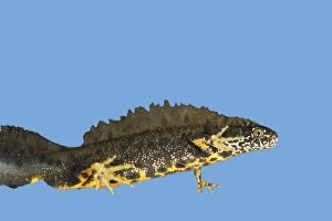 Great-Crested Newt - male