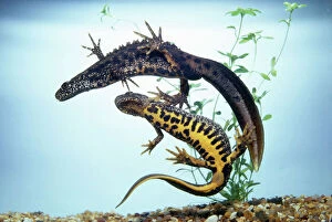 Couples Collection: Great Crested Newt - male & female