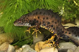 Crests Prints: Great Crested Newt - male - Switzerland