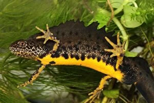 Images Dated 9th May 2007: Great Crested Newt - male - Switzerland