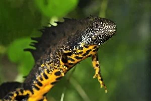 Images Dated 9th May 2007: Great Crested Newt - male - Switzerland