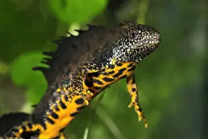 Newt Prints: Great Crested Newt - male - Switzerland