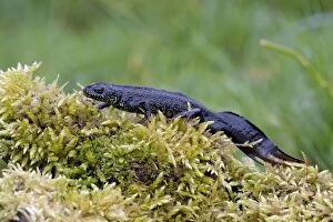 Images Dated 10th April 2009: Great Crested Newt - On moss covered log