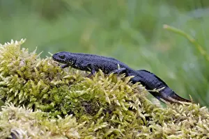 Newt Prints: Great Crested Newt - On moss covered log, Wiltshire, England, UK