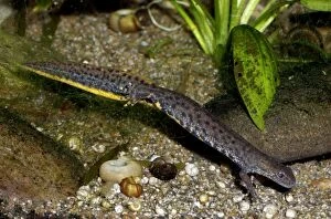 Images Dated 6th December 2010: Great Crested Newt - in non-breeding condition lacking the high crest and bright colours of Spring