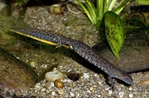 Images Dated 6th December 2010: Great Crested Newt - in non-breeding condition lacking the high crest and bright colours of Spring