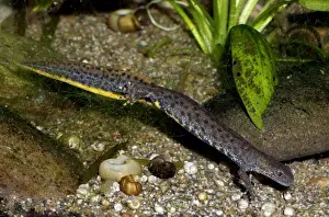 Newt Prints: Great Crested Newt - in non-breeding condition lacking the high crest and bright colours of Spring