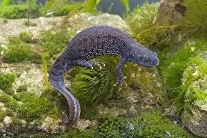 Images Dated 28th February 2009: Great Crested Newt - Single adult female photographed underwater, Wiltshire, England, UK