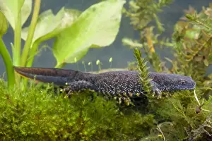 Newt Prints: Great Crested Newt - Single adult female photographed underwater, Wiltshire, England, UK