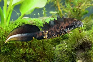 Amphibians And Reptiles Gallery: Great Crested Newt - Single adult male photographed underwater
