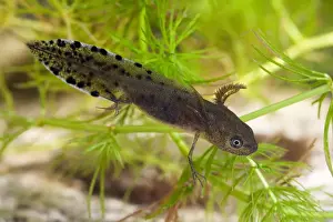 Juvenile Prints: Great Crested Newt - Single larva photographed underwater, Wiltshire, England, UK