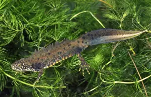 Newt Prints: Great-crested Newt UK