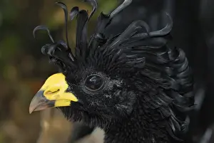 Great Curassow Belize