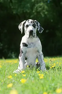Great Danes Prints: Great Dane Dog - puppy