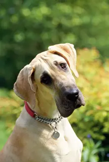 Great Dane Dog - puppy