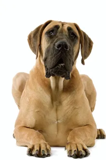 Images Dated 12th March 2006: Great Dane. Also know as German Mastiff / Dogue Allemand / Deutsche Dogge
