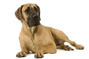 Great Danes Prints: Great Dane. Also know as German Mastiff / Dogue Allemand / Deutsche Dogge