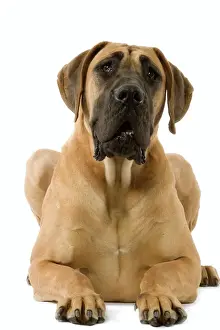 Great Dane. Also know as German Mastiff / Dogue Allemand / Deutsche Dogge