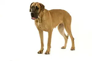 Great Dane. Also know as German Mastiff / Dogue Allemand / Deutsche Dogge
