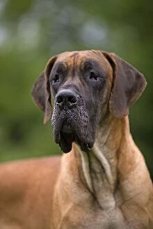 Images Dated 20th June 2007: Great Dane - also known as Deutsche Dogge