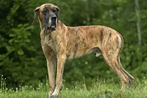 Great Dane - also known as Deutsche Dogge