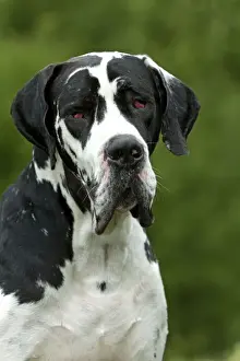 Great Dane - also known as Deutsche Dogge