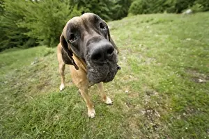 Great Danes Prints: Great Dane - also known as Deutsche Dogge