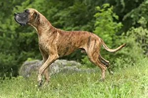 Great Dane - also known as Deutsche Dogge