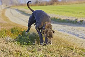 Great Dane. Also known as Deutsche Dogge