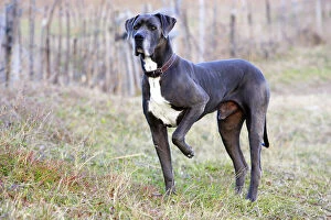 Images Dated 26th December 2005: Great Dane. Also known as Deutsche Dogge