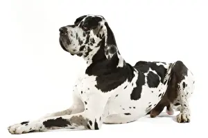 Great Danes Prints: Great Dane. Also known as German Mastiff / Deutsche Dogge / Dogue Allemand (French)