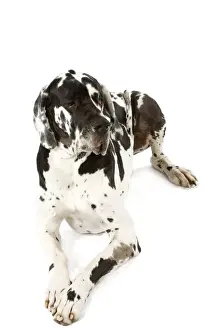 Great Danes Prints: Great Dane. Also known as German Mastiff / Deutsche Dogge / Dogue Allemand (French)