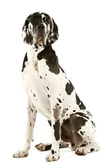 Great Dane. Also known as German Mastiff / Deutsche Dogge / Dogue Allemand (French)