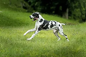 Great Dane - running