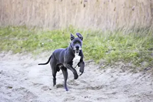 Great Danes Prints: Great Dane - running. Also known as Deutsche Dogge