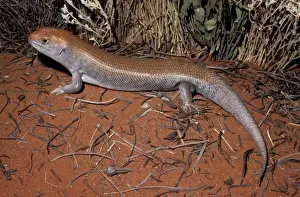 Skinks Prints: Great desert-skink