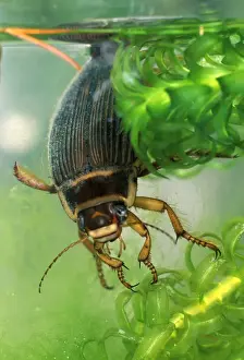 Great diving beetle female amongst water plants close up