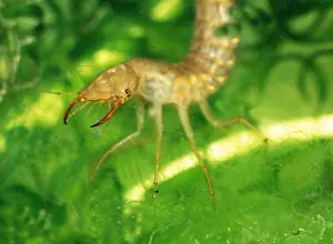 Great Diving Beetle larva amongst water plants side view