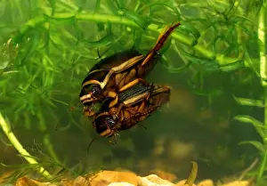 Great diving beetle - mated pair swimming underwater