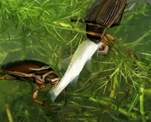 Great diving beetle pair eating small golden orfe