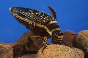 Images Dated 2nd January 2008: Great Diving Beetle - underwater
