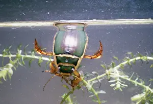 Breathing Prints: Great Diving / Water Beetle Male breathing at surface