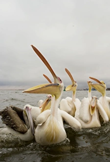 Images Dated 20th October 2007: Great / Eastern White Pelican - Waiting for fish hand outs in Walvis Bay Harbour