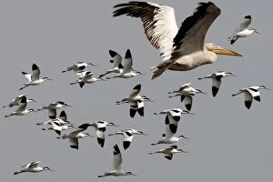 Images Dated 29th October 2012: Great / Eastern White / Rosy Pelican - in flight