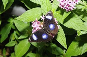 Images Dated 8th May 2008: Great Eggfly / Common Eggfly male butterfly. Occurs from Madagascar to South ands East Asia,s