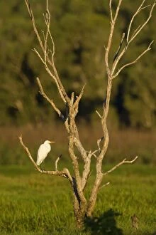 Images Dated 16th August 2008: Great Egret - adult sits on a dead tree in the wetlands looking about. In early morning light