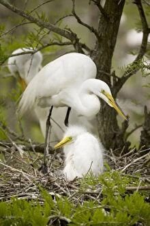 Great Egret - adult with young on nest