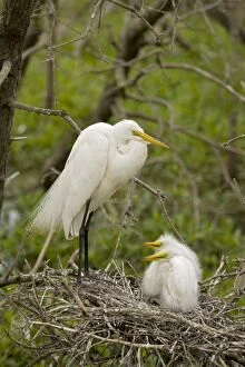 Images Dated 16th April 2008: Great Egret - Adult with young on nest - Distinguished from most other white herons by large size